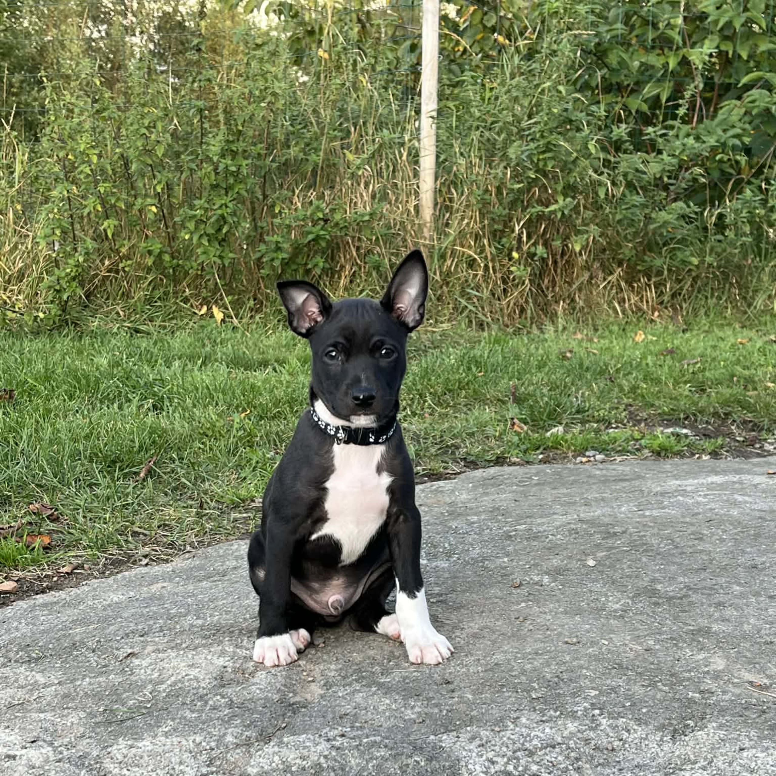 Rat terrier
