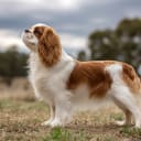 Cavalier king charles spaniel
