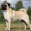 Mops