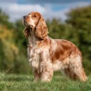 Cocker spaniel
