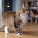 Norsk skogkatt