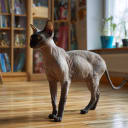 Sphynx