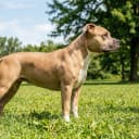 American bully