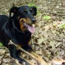 Beauceron