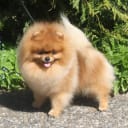 Pomeranian