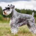 Dvärgschnauzer