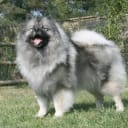 Keeshond