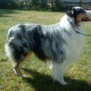 Australian shepherd