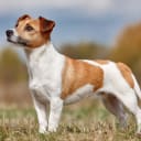 Jack russell terrier