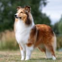 Shetland sheepdog