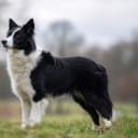 Border collie
