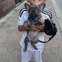 French Bulldog
