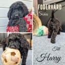 Labradoodle/ Doubledoodle