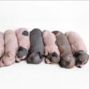 American hairless terrier
