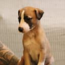 Whippet