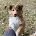 Shetland sheepdog