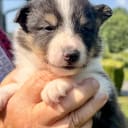 Shetland sheepdog