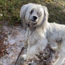 Chinese crested dog