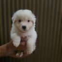 Miniature American Shepherd