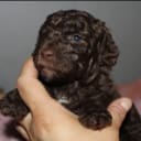Labradoodle
