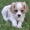 Cavapoo