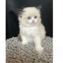 Ragdoll