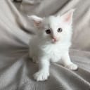 Norsk skogkatt