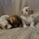 Cavapoo