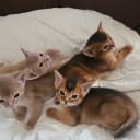 Abyssinian