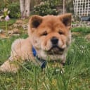 Chow chow