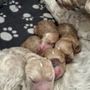 Labradoodle