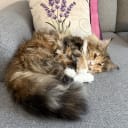 Norwegian Forest