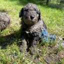 Labradoodle