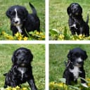 Portugisisk vattenhund