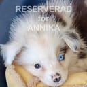 Miniature American Shepherd