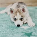 Siberian husky