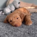 Labradoodle