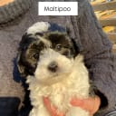 Maltipoo