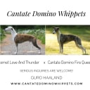 Whippet