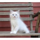 Ragdoll