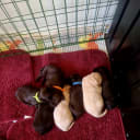 Labradoodle