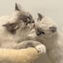 Ragdoll