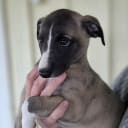 Whippet