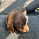 Dachshund