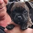 Staffordshire bullterrier
