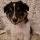 Shetland sheepdog