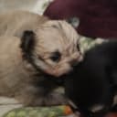 Pomchi