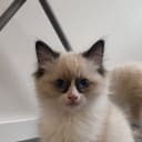 Ragdoll