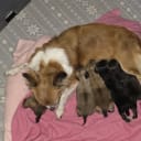 Chihuahua/papillon