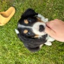 Border collie